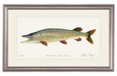 Northern Pike Original Watercolor Painting