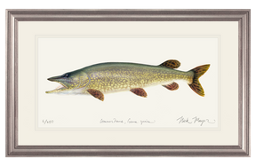 Northern Pike Original Watercolor Painting