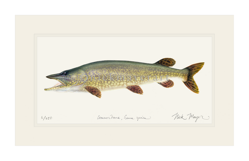 Giant Northern Pike Original Watercolor Painting by Nick
