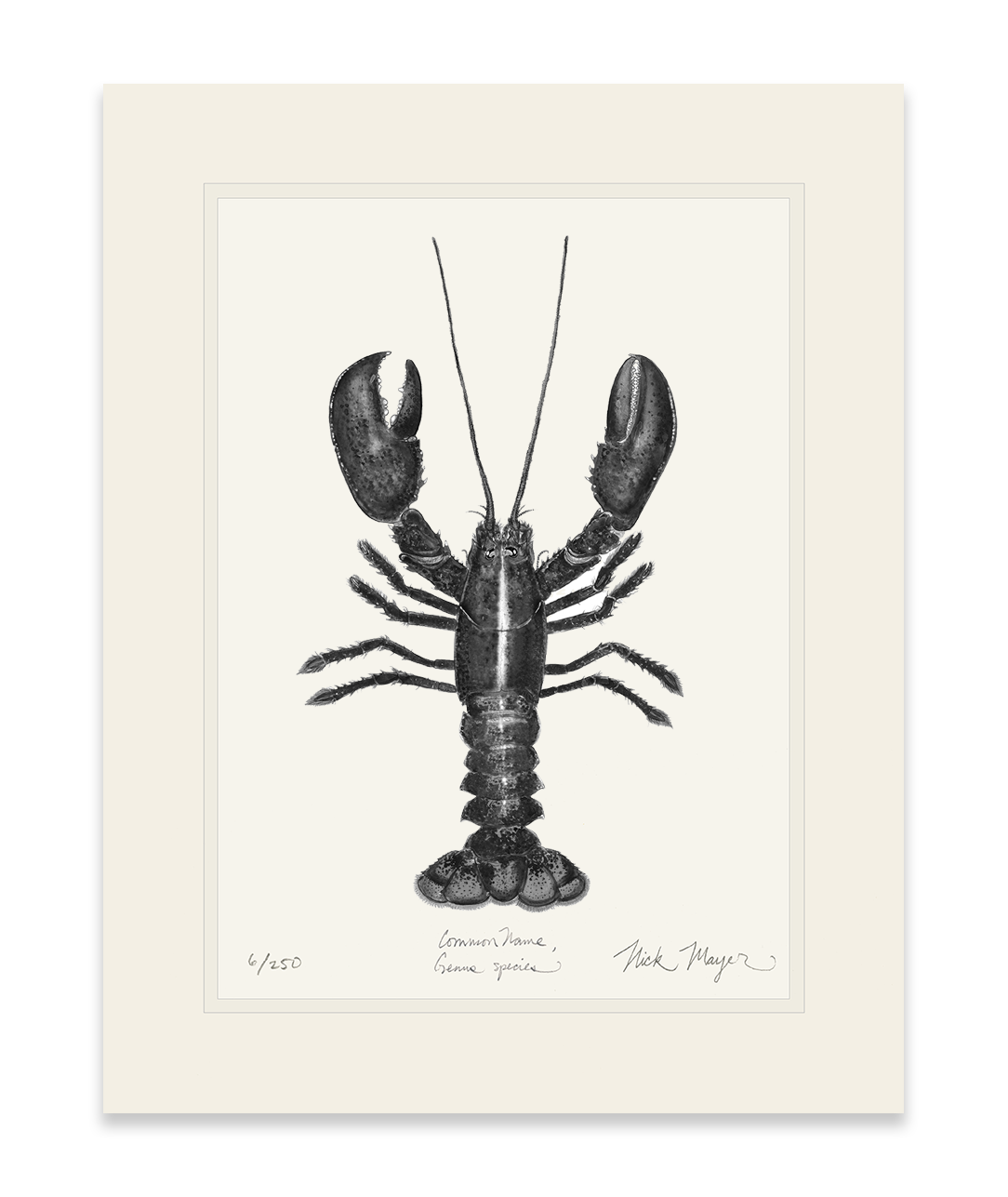 Northern Lobster I Print (b&w)