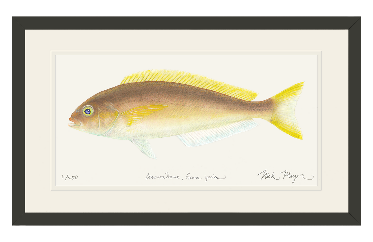 Ocean Whitefish Print