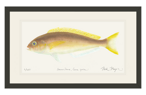 Ocean Whitefish Print