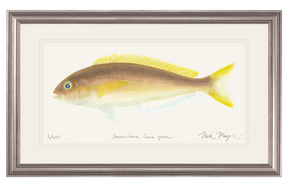 Ocean Whitefish Print