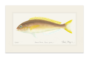 Ocean Whitefish Print
