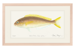 Ocean Whitefish Print