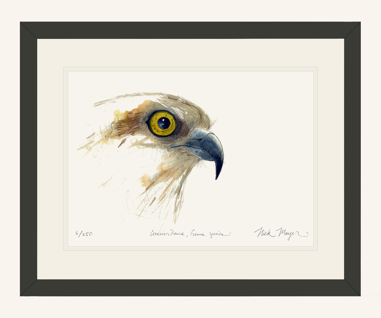 Osprey Study Limited Edition Print