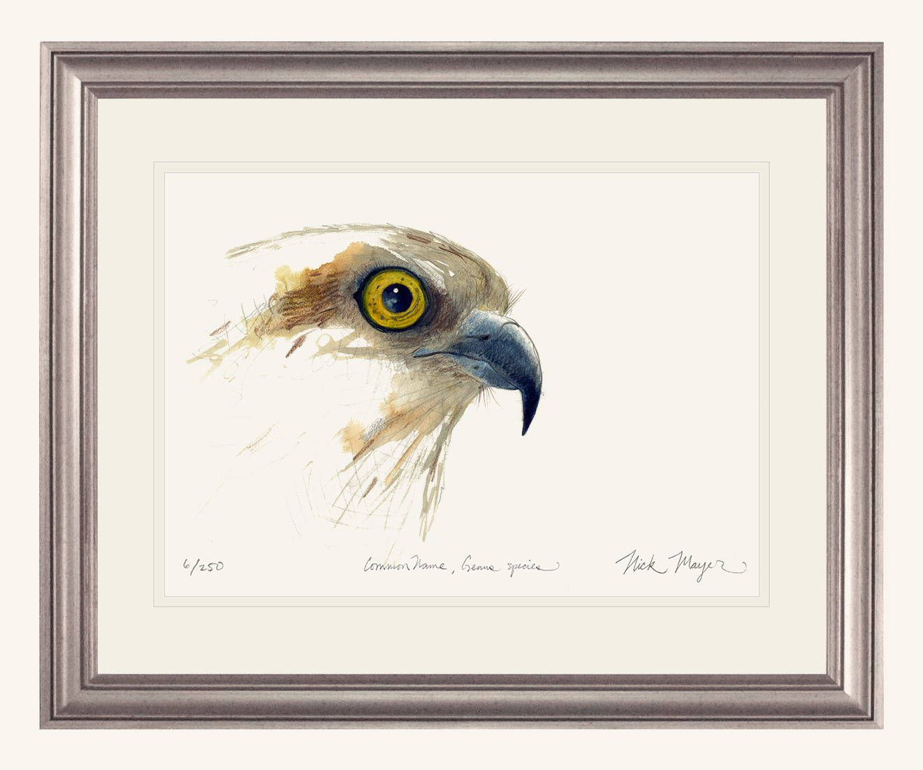 Osprey Study Limited Edition Print