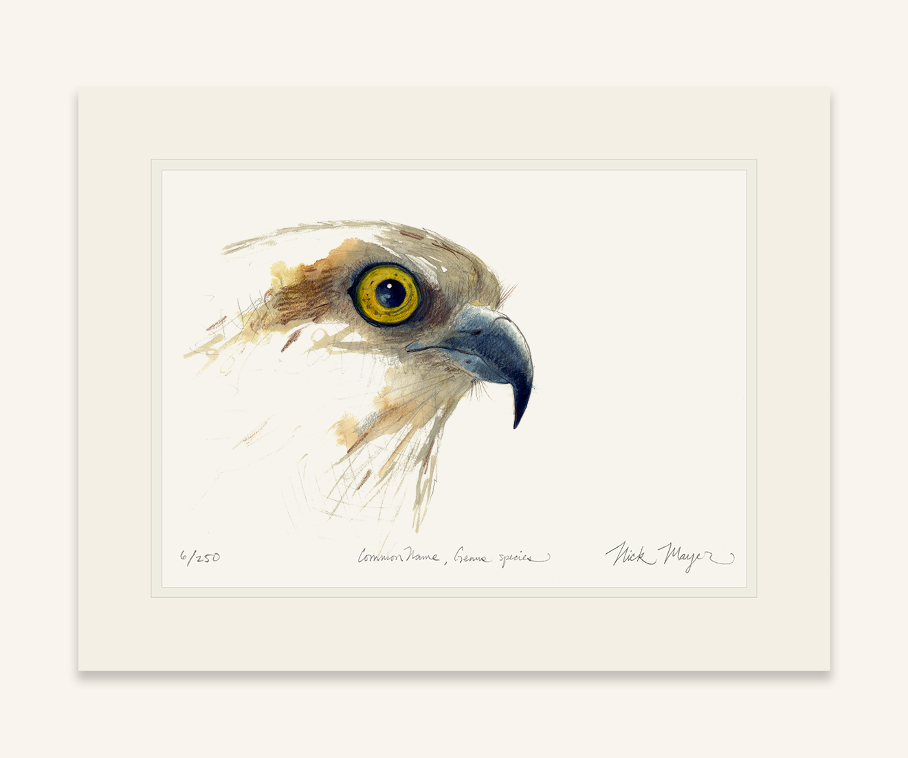 Osprey Study Limited Edition Print