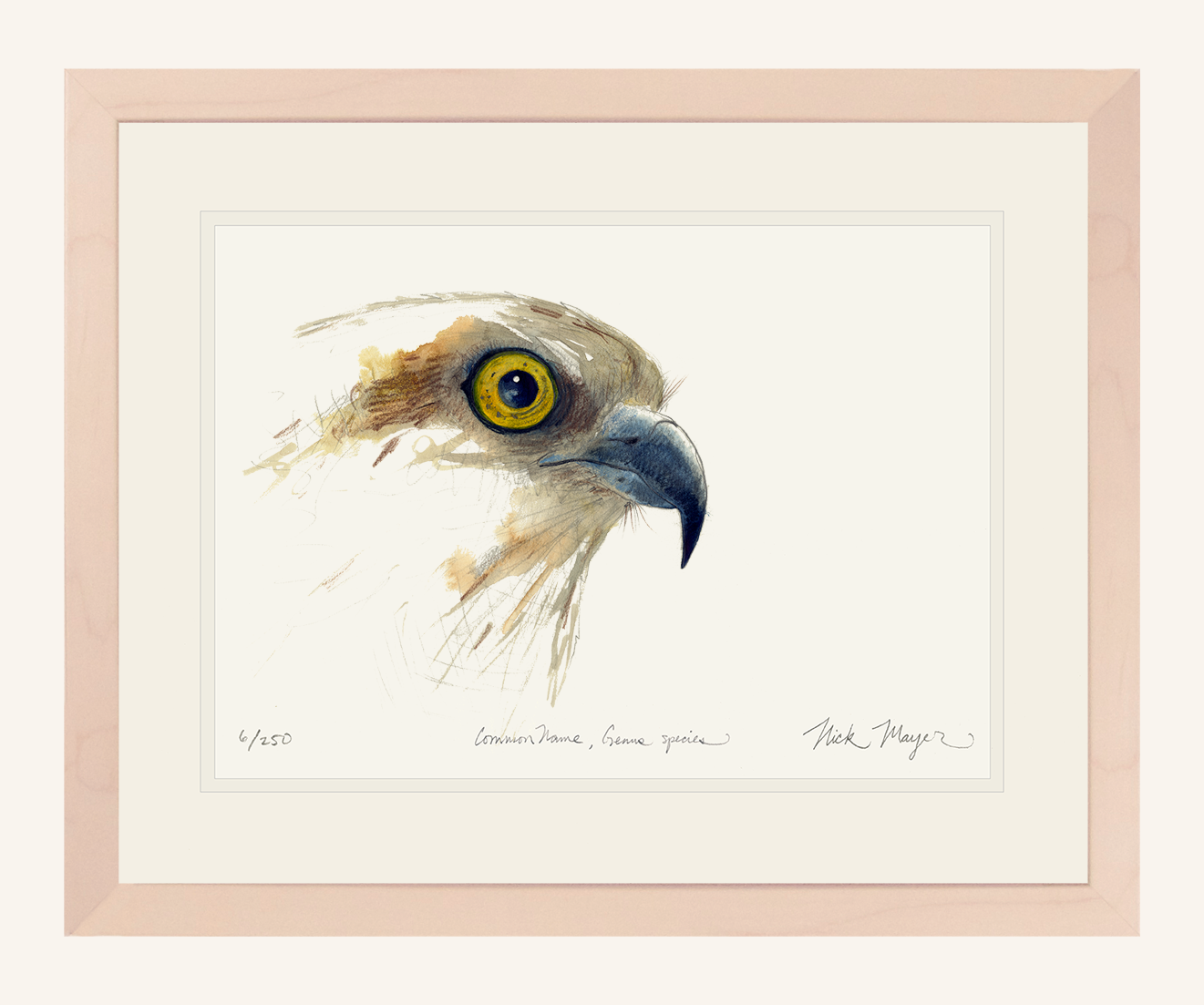 Osprey Study Limited Edition Print