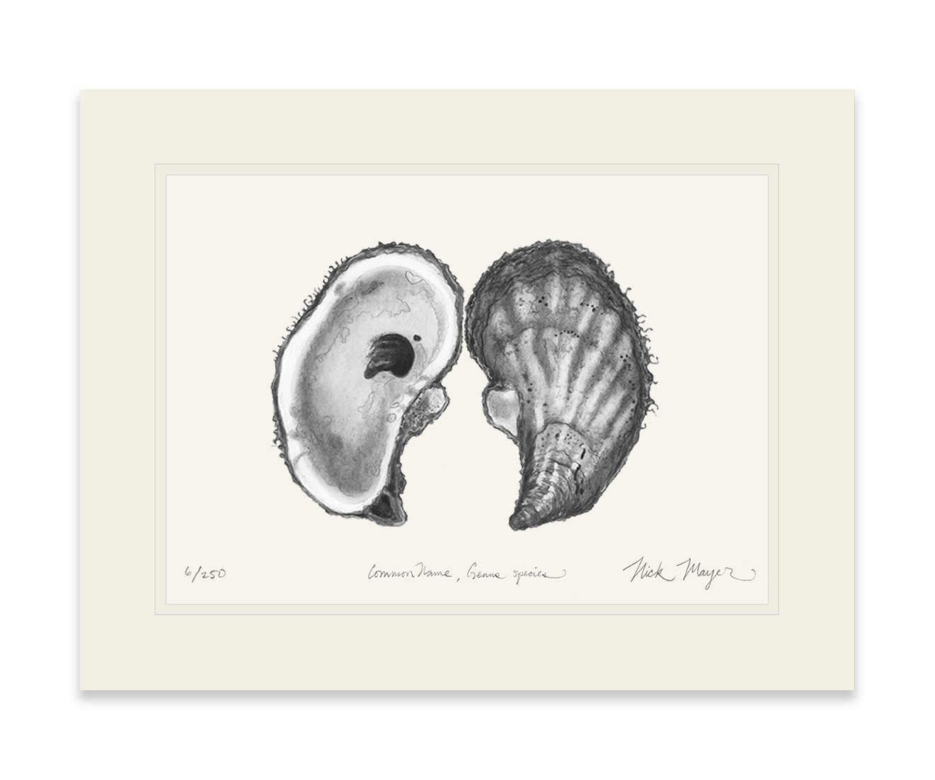 Atlantic Oyster I Limited Edition Print (B&W)