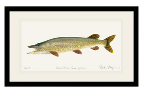 Northern Pike Print