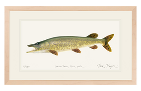 Northern Pike Print