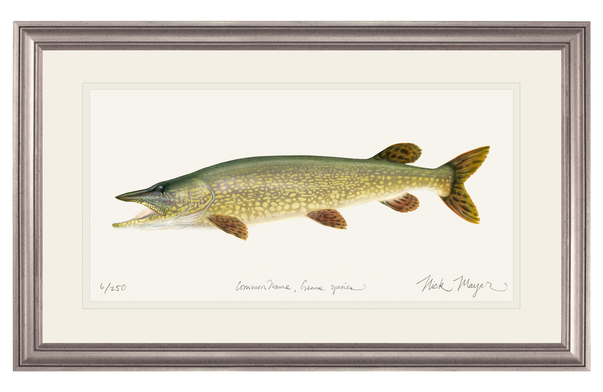 Northern Pike Print