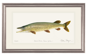 Northern Pike Print