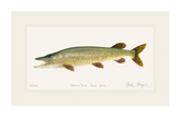 Northern Pike Print