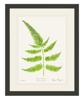 Painted Fern Print