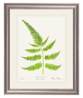 Painted Fern Print