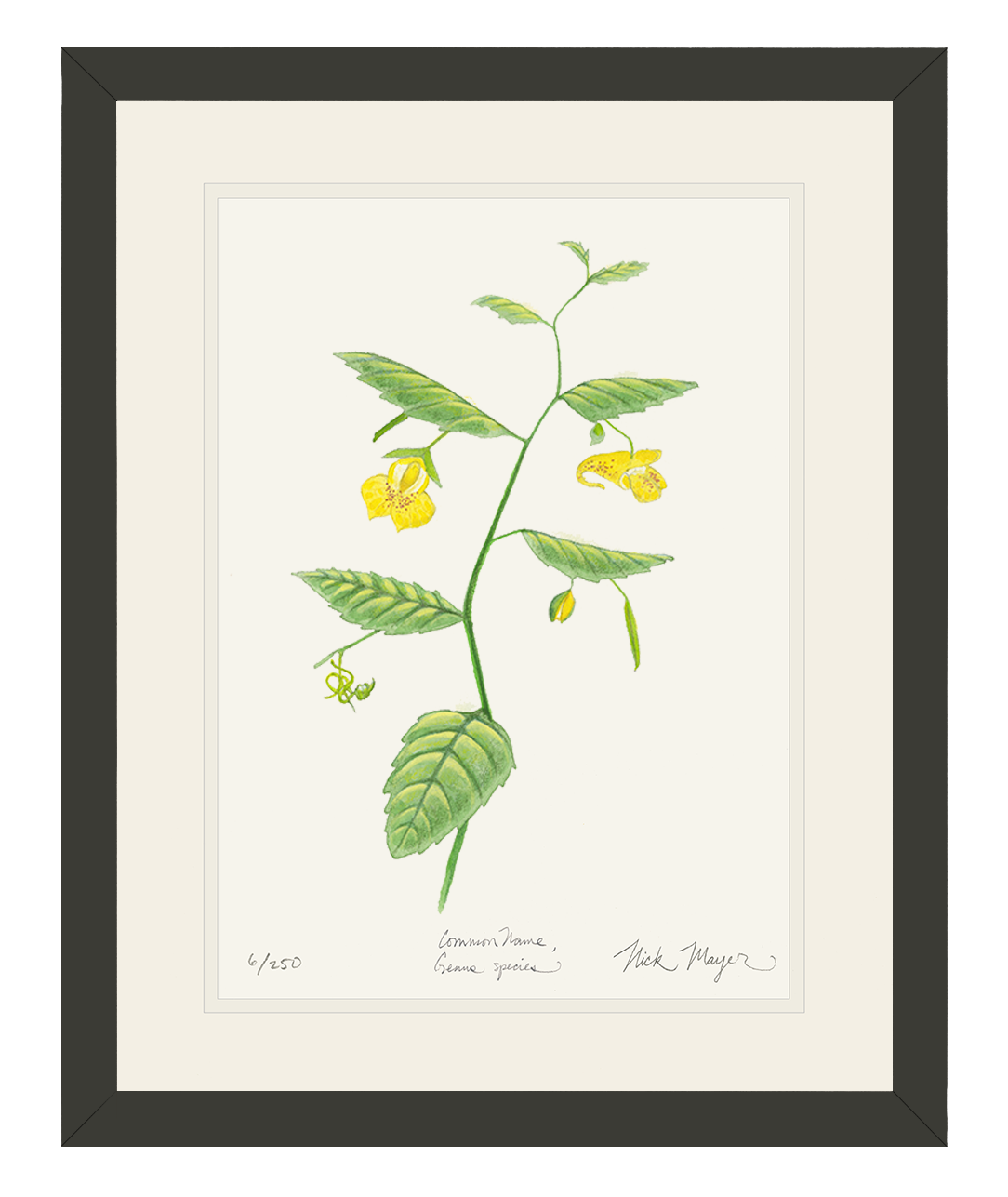 Pale Jewelweed Wildflower Limited Edition Print