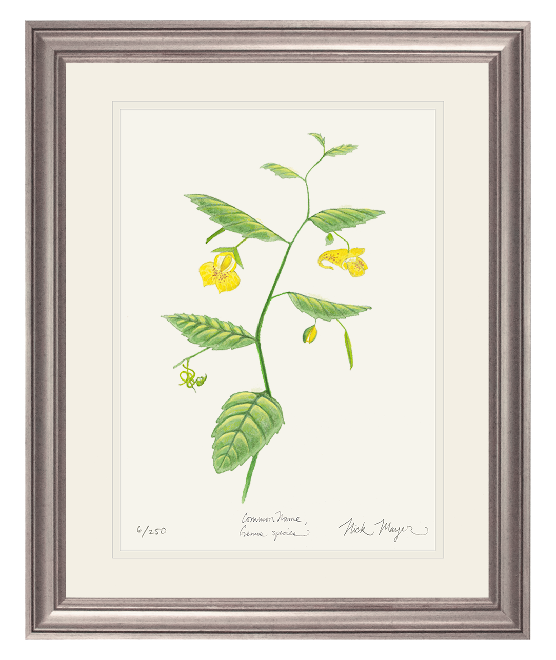 Pale Jewelweed Wildflower Limited Edition Print