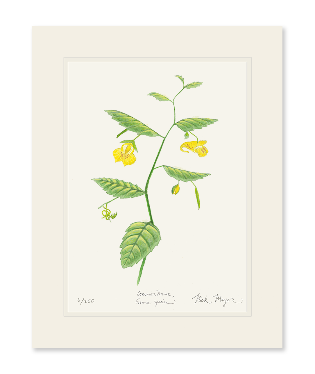 Pale Jewelweed Wildflower Limited Edition Print