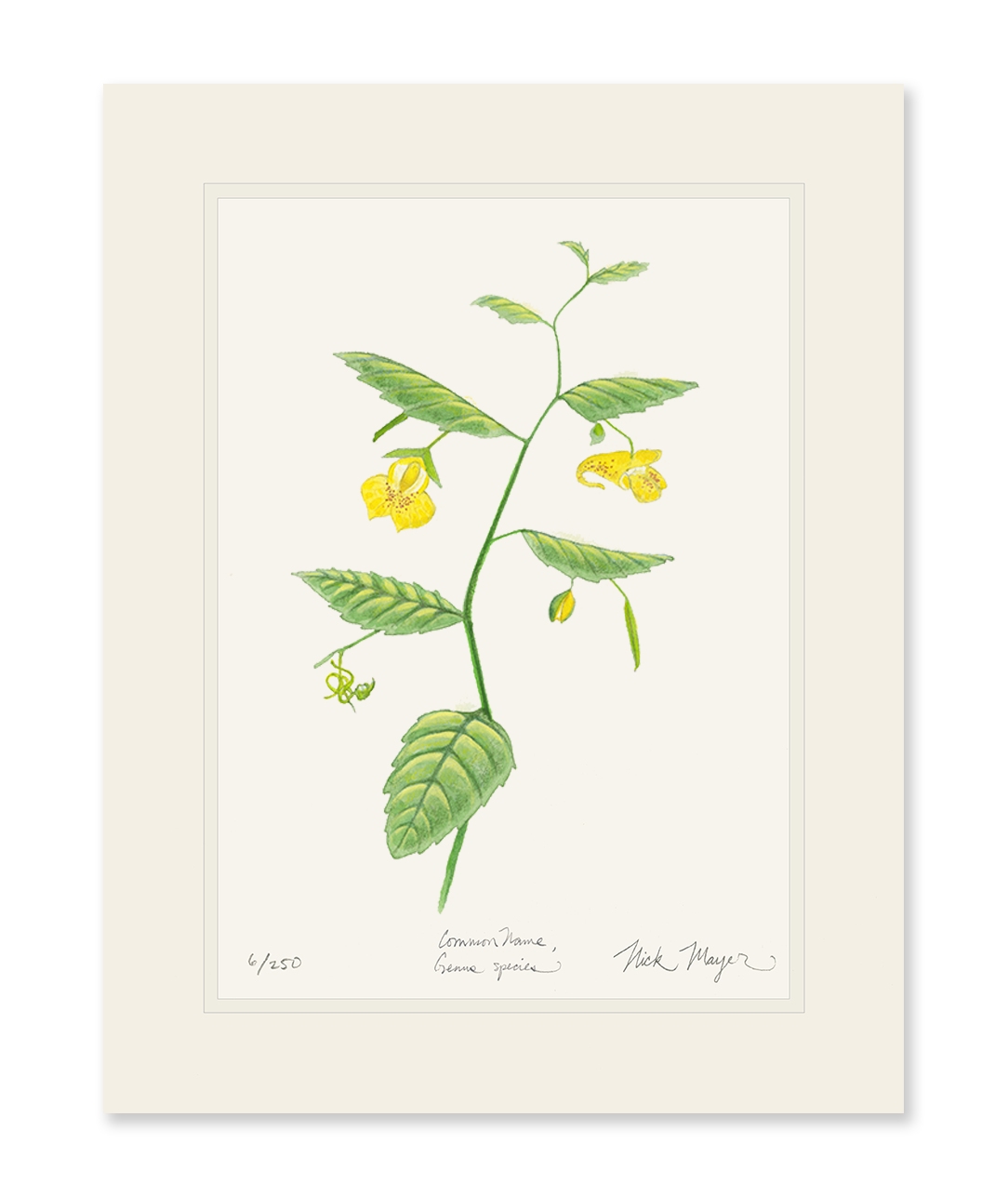 Pale Jewelweed Wildflower Print