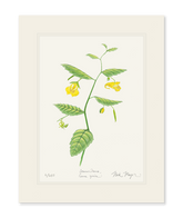 Pale Jewelweed Wildflower Print