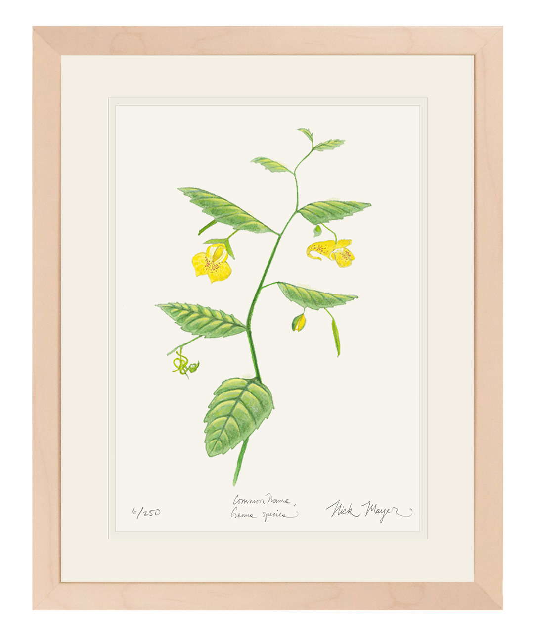 Pale Jewelweed Wildflower Limited Edition Print