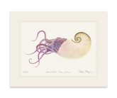 Paper Nautilus Print