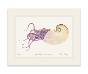 Paper Nautilus Print