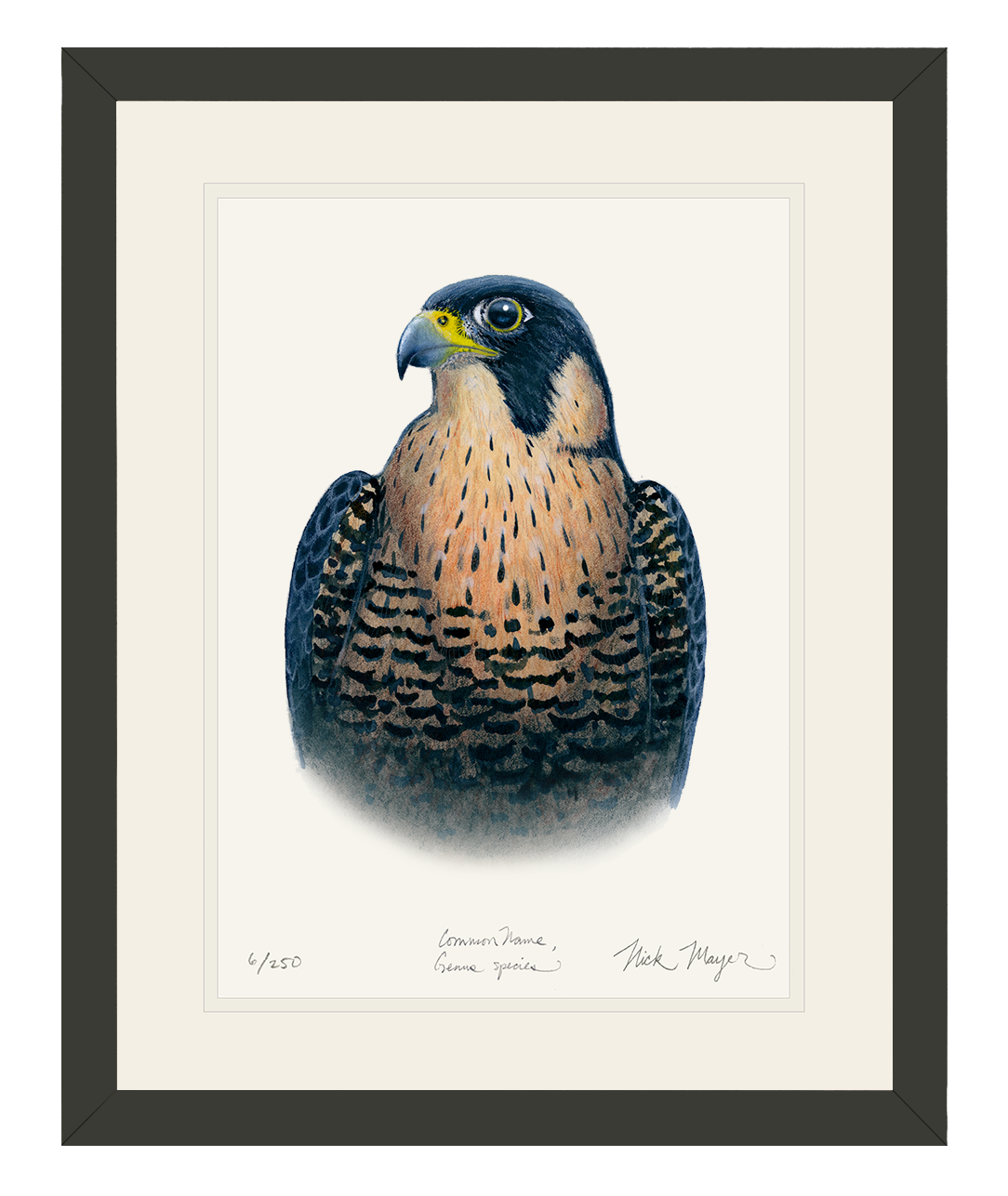 Peregrine Falcon Limited Edition Print