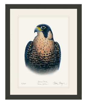 Peregrine Falcon Print