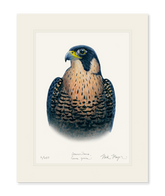 Peregrine Falcon Print
