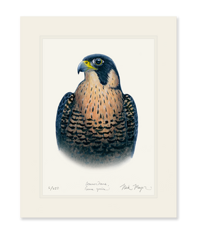 Peregrine Falcon Print