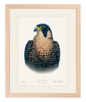 Peregrine Falcon Print