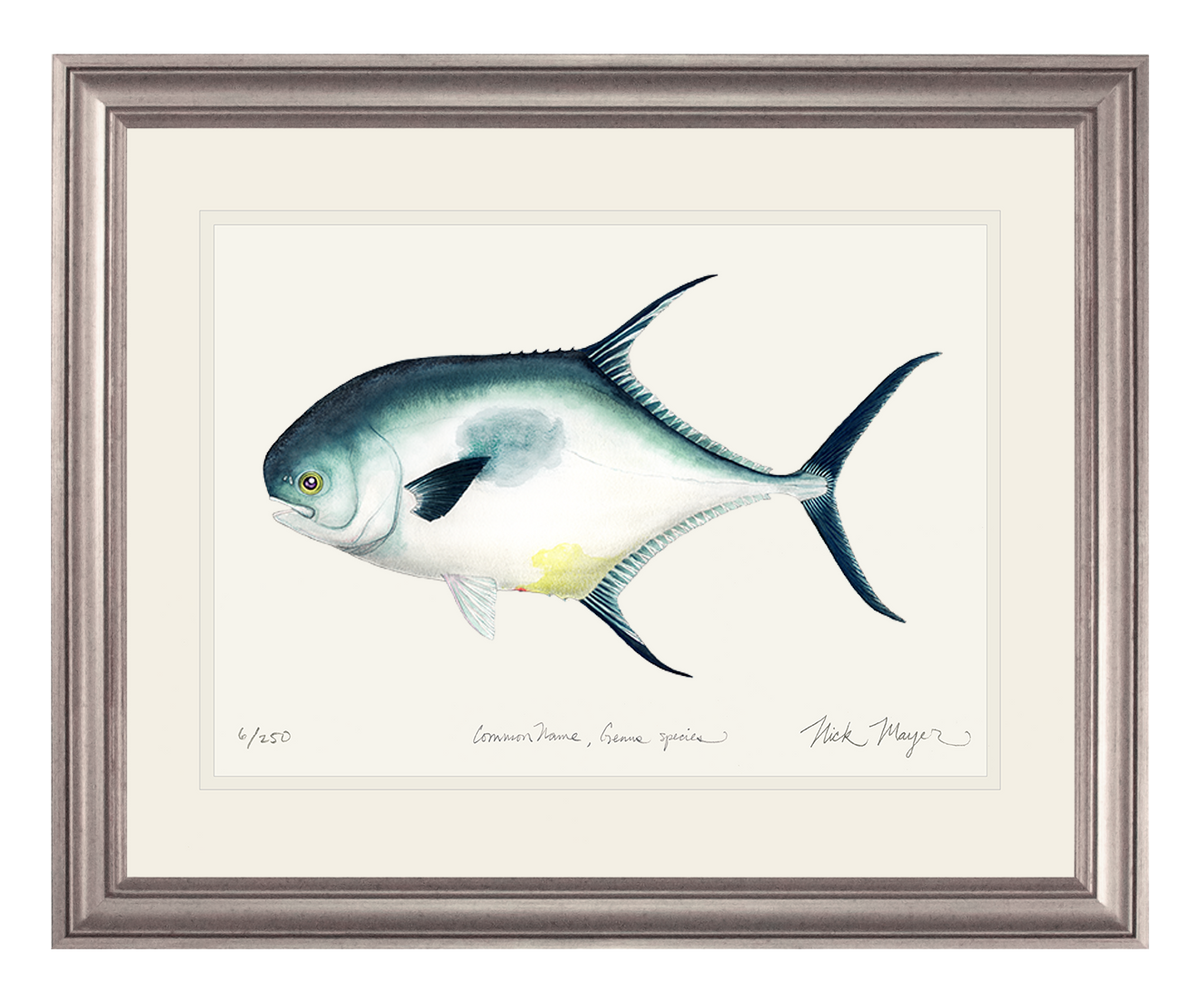 Atlantic Permit Print