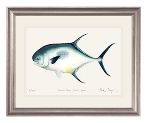 Atlantic Permit Print