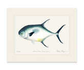 Atlantic Permit Print