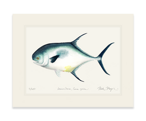 Atlantic Permit Print
