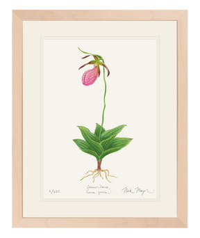 Pink Lady's Slipper Wildflower Original Watercolor Painting