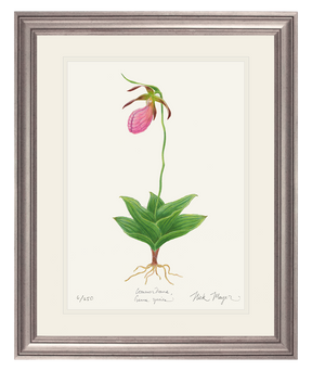 Pink Lady's Slipper Wildflower Print