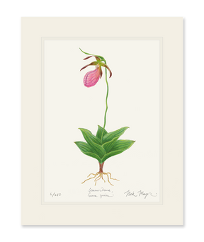 Pink Lady's Slipper Wildflower Print