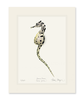 Pot Bellied Seahorse Print