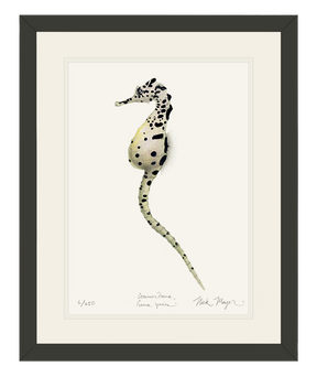 Pot Bellied Seahorse Print