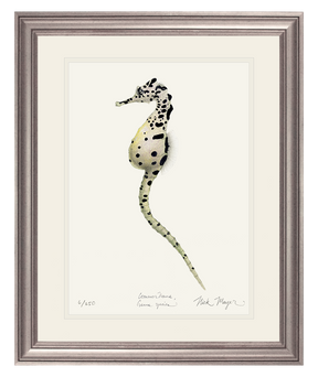 Pot Bellied Seahorse Print