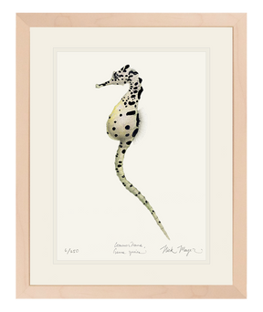 Pot Bellied Seahorse Print