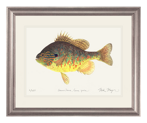 Pumpkinseed Print