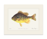 Pumpkinseed Print
