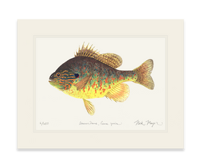 Pumpkinseed Print