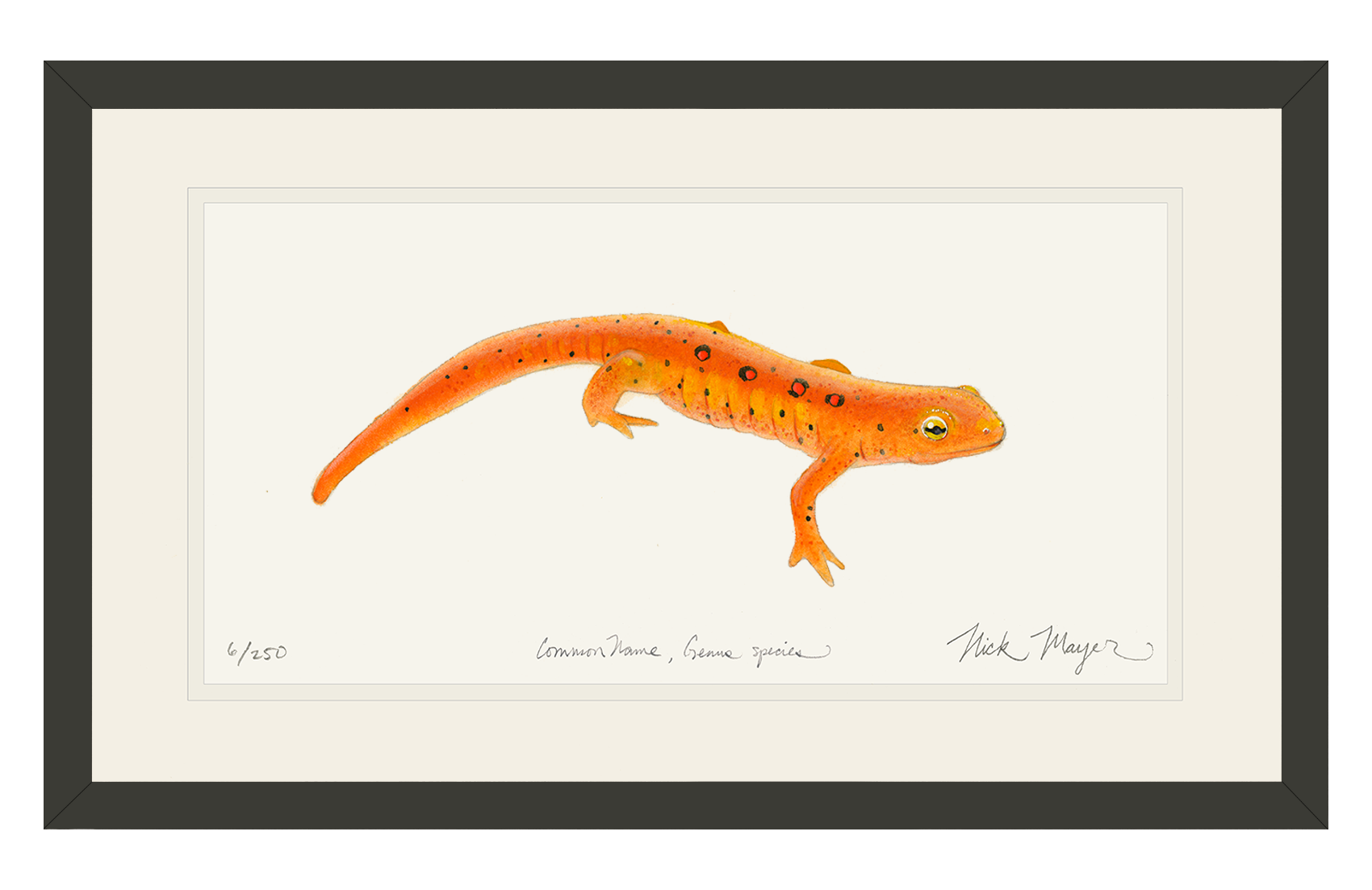 Red Eft Newt Limited Edition Print