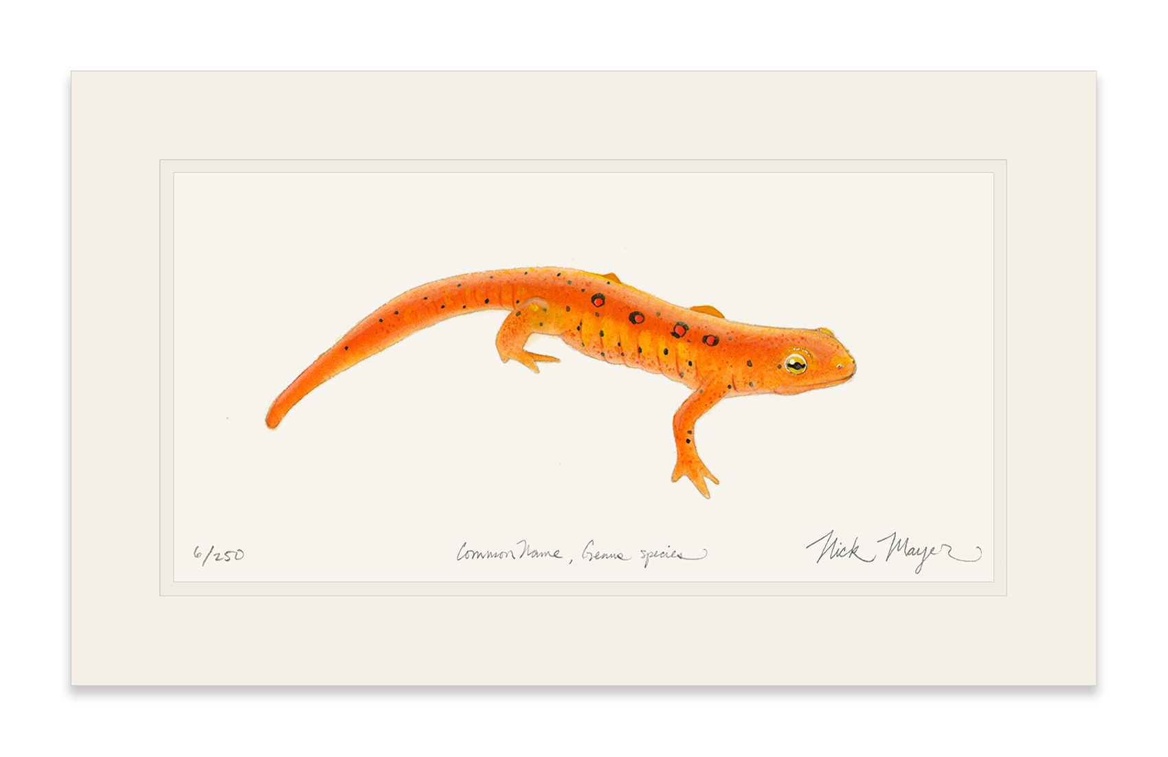 Red Eft Newt Limited Edition Print